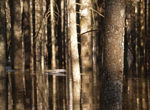 The sun has picked out this tree in a flooded forest.