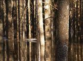The sun has picked out this tree in a flooded forest.: by nipitiri, Views[274]