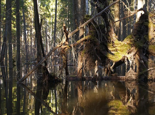 A forest art installation reflects on the water during the annual flood.