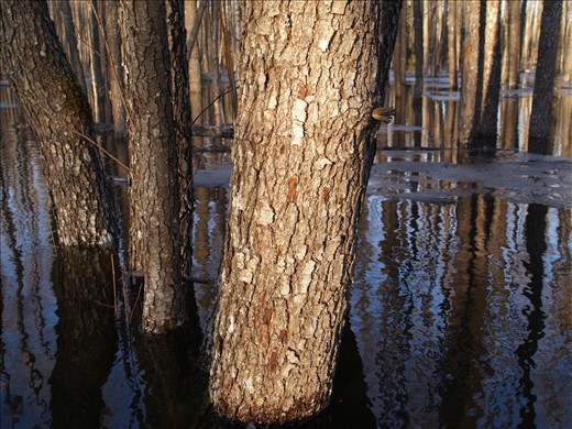 The forest ground has turned into a mirror.
