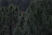 Scarlet Minivets on Pine trees - Binsar, Uttarakhand: by nirajsharma, Views[173]