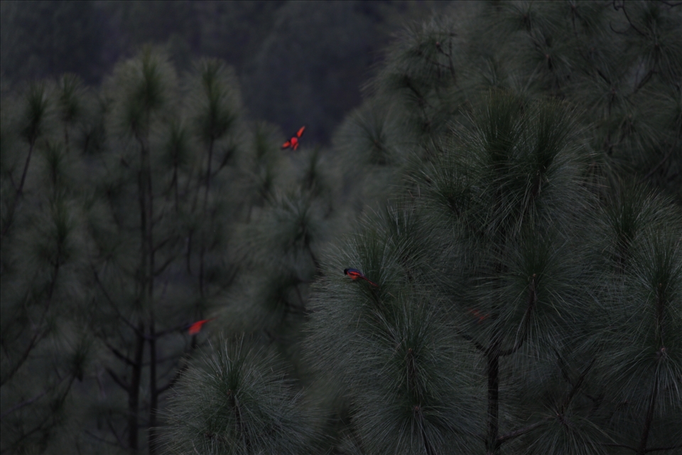 Scarlet Minivets on Pine trees - Binsar, Uttarakhand