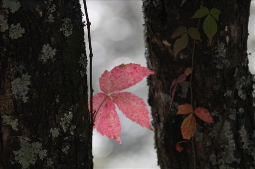 Basking in the afternoon sun - Binsar, Uttarakhand
