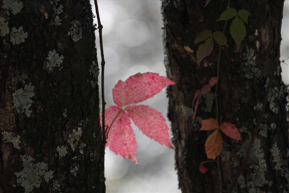 Basking in the afternoon sun - Binsar, Uttarakhand