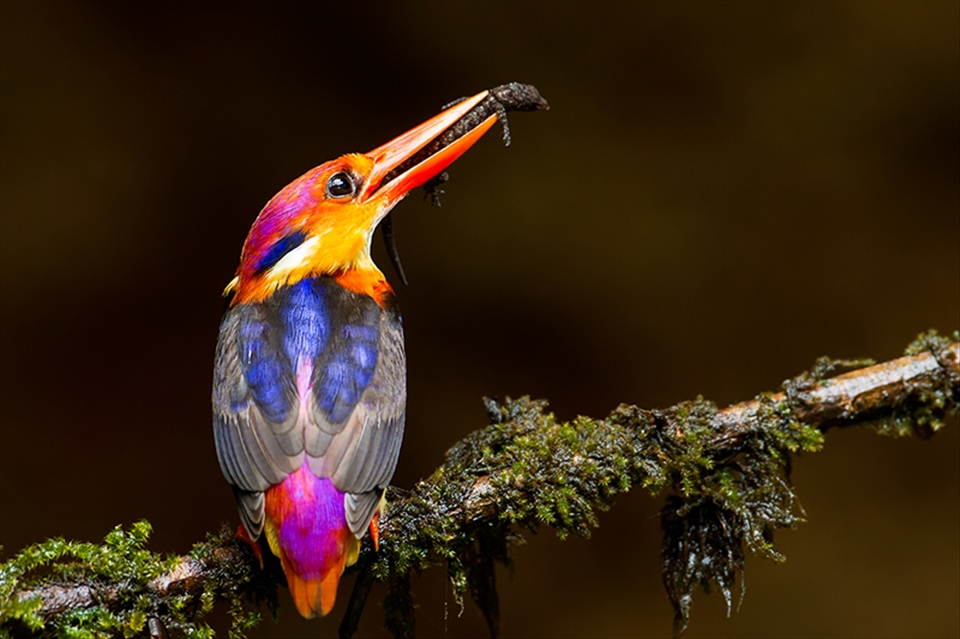 Oriental Dwarf Kingfisher with kill