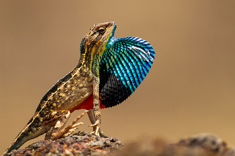 Fan throat Lizard male Displaying it's fan during mating period