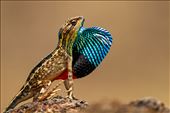 Fan throat Lizard male Displaying it's fan during mating period: by nitinjain, Views[295]