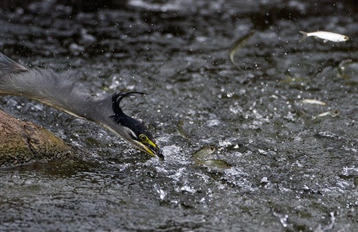 Little heron trying to fish and lot of fish jumping out of water