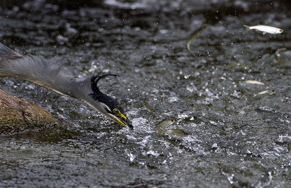 Little heron trying to fish and lot of fish jumping out of water