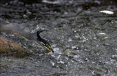 Little heron trying to fish and lot of fish jumping out of water: by nitinjain, Views[330]
