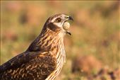 Montagu's Harrier female stealing lapwing egg: by nitinjain, Views[679]