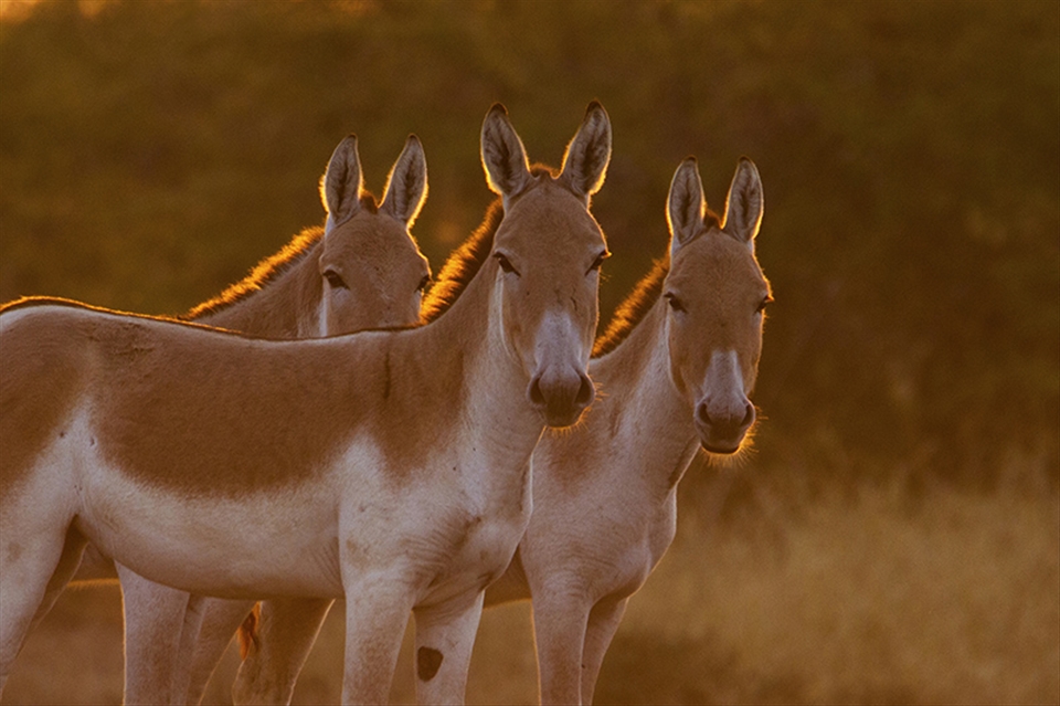 Indian wild ass standing against the setting sun