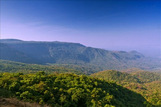Historically the Western Ghats were well-covered in dense forests that provided wild foods and natural habitats for native tribal people. Its inaccessibility made it difficult for people from the plains to cultivate the land and build settlements. The area is ecologically sensitive to development and was declared an ecological hotspot in 1988 through the efforts of ecologist Norman Myers. Its a world heritage site.
The range is home to at least 84 amphibian species, 16 bird species, seven mammals, and 1,600 flowering plants which are not found elsewhere in the world.
