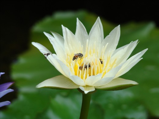 The lotus, so much a part of their culture is seen throughout; in their art, architecture and in pots strewn across the city. What truly amazed me was how they incorporate their natural surroundings into their daily lives. Beautiful orchids, lotuses and exotic potted plants are seen just about everywhere. 