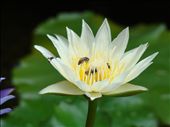 The lotus, so much a part of their culture is seen throughout; in their art, architecture and in pots strewn across the city. What truly amazed me was how they incorporate their natural surroundings into their daily lives. Beautiful orchids, lotuses and exotic potted plants are seen just about everywhere. : by nivi, Views[225]