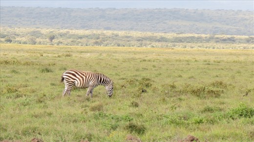 The lonely grazing zebra
