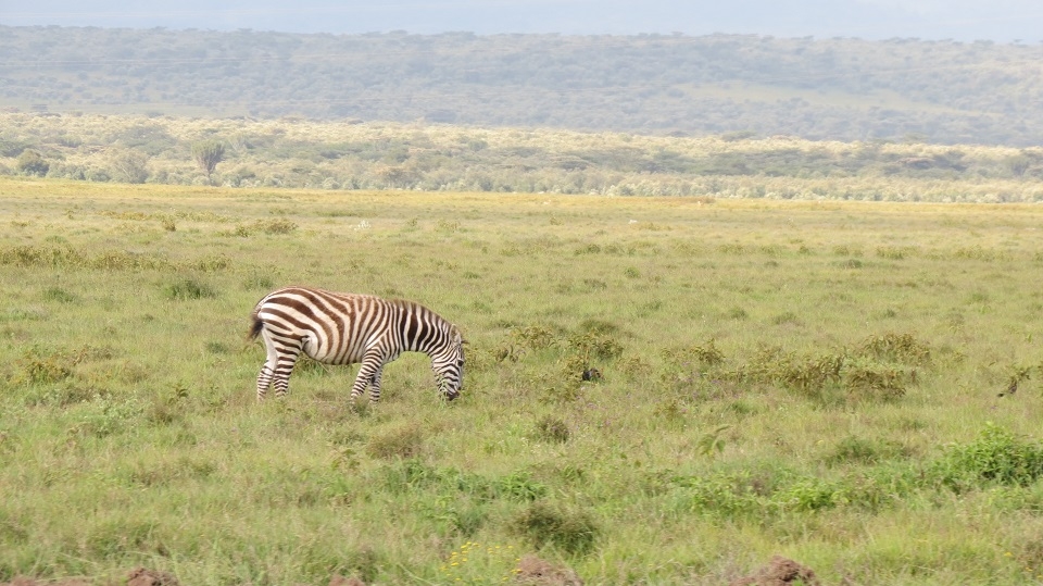 The lonely grazing zebra