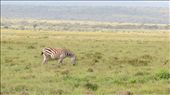 The lonely grazing zebra: by njihia, Views[222]