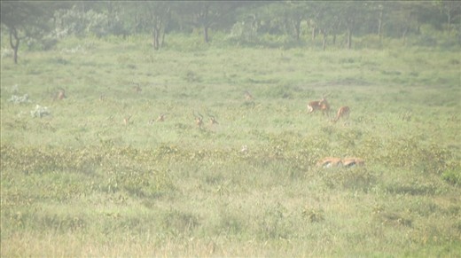 Gazelles grazing in the foggy weather.