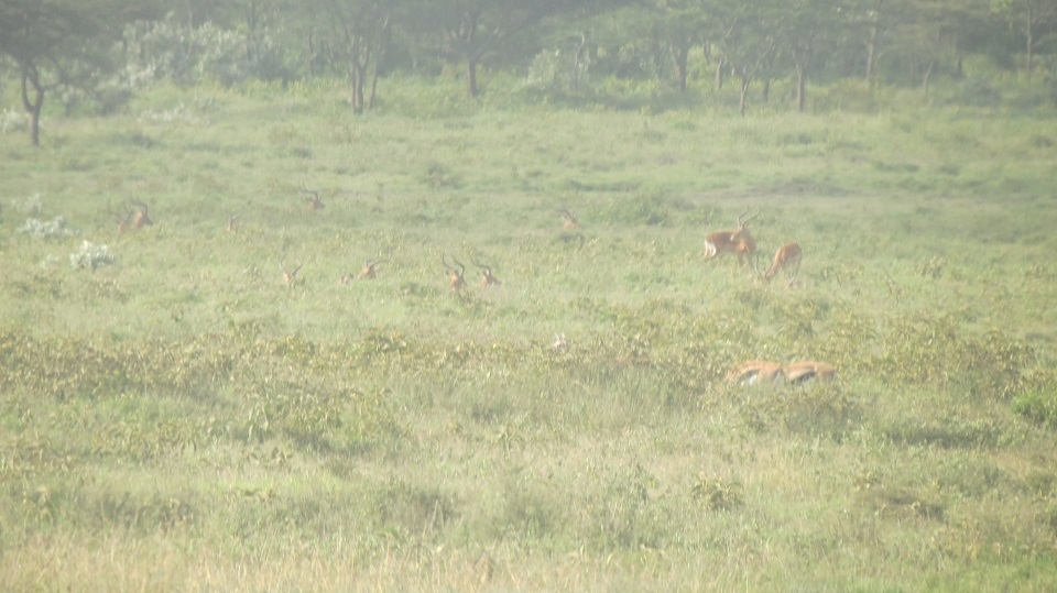 Gazelles grazing in the foggy weather.