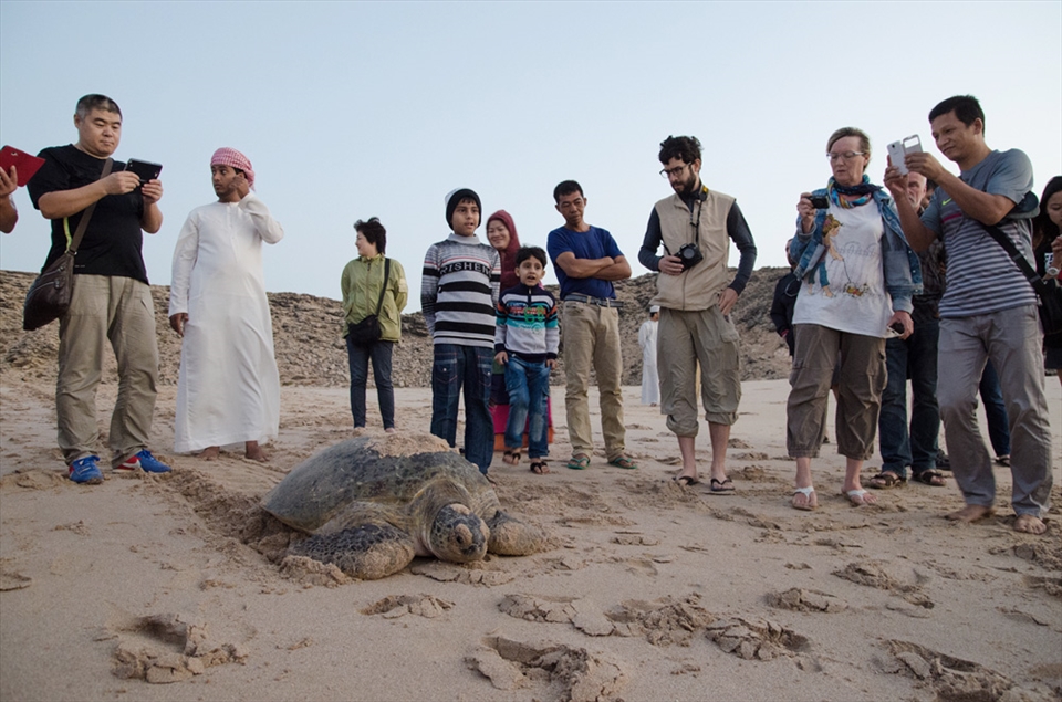 Tourists congregate around a nesting endangered green turtle(chelonia mydas) at Raz Al Jinz Turtle Reserve, Oman, just after sunrise. Thousands of sea turtles migrate annually from the shores of the Arabian Gulf, the Red Sea, and Somalia to lay their eggs on Oman's shores, and the turtle reserve is one of the only places where the public is able to witness their nesting process.