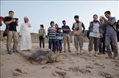 Tourists congregate around a nesting endangered green turtle(chelonia mydas) at Raz Al Jinz Turtle Reserve, Oman, just after sunrise. Thousands of sea turtles migrate annually from the shores of the Arabian Gulf, the Red Sea, and Somalia to lay their eggs on Oman's shores, and the turtle reserve is one of the only places where the public is able to witness their nesting process.: by njohnson, Views[643]