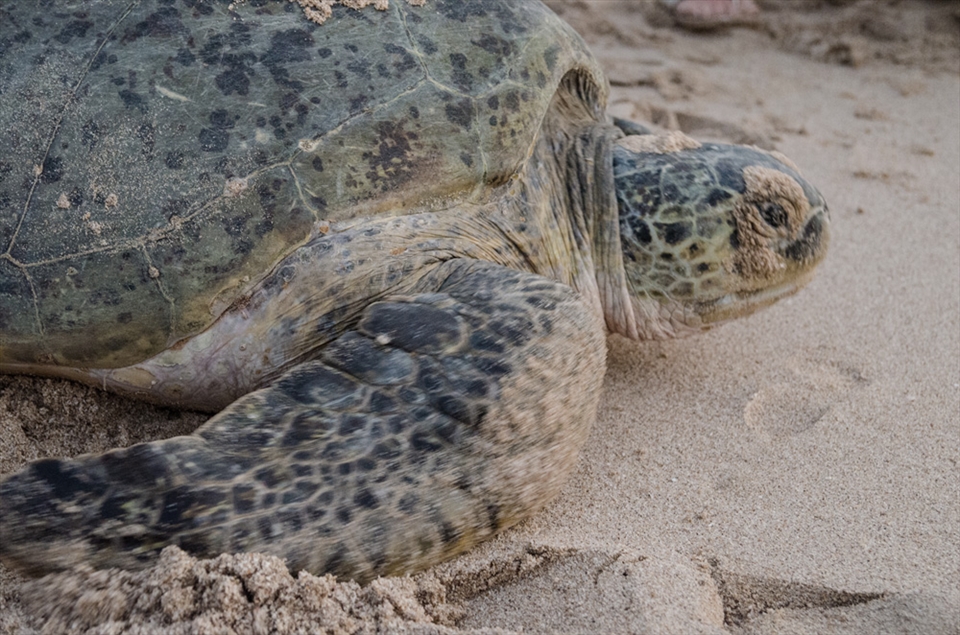 A green turtle claws its way through the sand in an effort to dig a hole for its eggs. Green turtles bury their 100 some eggs within a span of 15 minutes, covering them with sand before they return back to the sea.