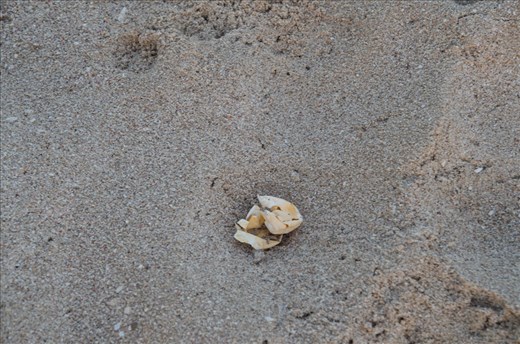 Remnants of turtle eggs lie on the beach of Raz Al Jinz Turtle Reserve. Unfortunately, despite the turtle's best efforts for preservation, mortality rates are quite high for the babies at almost 99 percent. Their primary danger comes from foxes, who hunt for the eggs and even the new hatchlings.