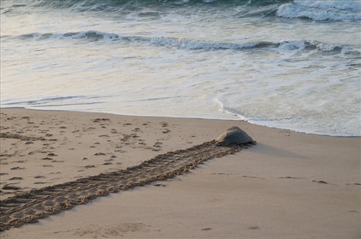After completing the strenuous task of nesting along the Omani beach, a green turtle slowly makes its way back out to sea. When its eggs hatch in another 55-60 days, the new hatchlings will begin one of the most dangerous journeys of their lives as they avoid hungry predators on their way to safety in these same waters.