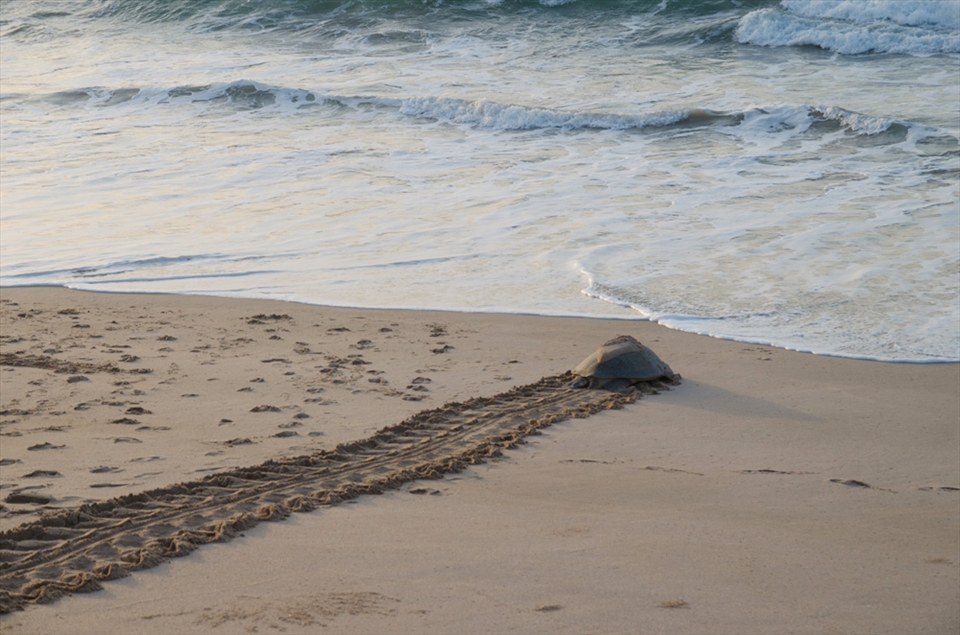 After completing the strenuous task of nesting along the Omani beach, a green turtle slowly makes its way back out to sea. When its eggs hatch in another 55-60 days, the new hatchlings will begin one of the most dangerous journeys of their lives as they avoid hungry predators on their way to safety in these same waters.