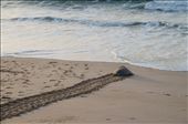 After completing the strenuous task of nesting along the Omani beach, a green turtle slowly makes its way back out to sea. When its eggs hatch in another 55-60 days, the new hatchlings will begin one of the most dangerous journeys of their lives as they avoid hungry predators on their way to safety in these same waters.: by njohnson, Views[688]