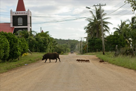 Pig family crossing the road