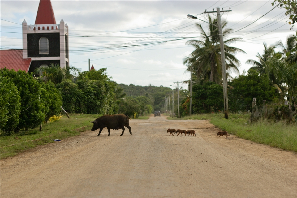 Pig family crossing the road