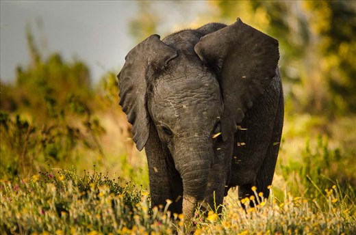A nervously excited tension coursed through the group as we cautiously approached Mabitsi, as he is notorious for his unpredictable temperament. Drawing closer, Arno noticed the bull was in musth, a periodic condition experienced by male elephants which heightens mood swings and aggression. This, coupled with the fact he usually resides alone, left none of us prepared for what transpired next. Following in his massive footsteps, a pair of adorable calves tentatively took steps out into the sunlight, stopping to graze and play barely ten meters away from us. 