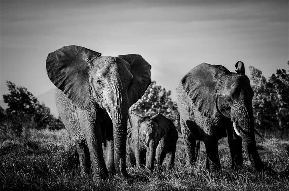 The calves’ mothers soon joined the rest of the family to keep a protective eye on their offspring, whilst Mabitsi stood sentinel nearby as we sat with them for half an hour, humbled and privileged by the chance encounter. Seemingly too soon, the group vanished, it never fails to amaze me how such majestically enormous creatures can disappear so quickly and silently. Nature’s inherent beauty lies in its chaotic unpredictability; we may not have found the cubs, but instead we found an entire elephant family