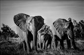 The calves’ mothers soon joined the rest of the family to keep a protective eye on their offspring, whilst Mabitsi stood sentinel nearby as we sat with them for half an hour, humbled and privileged by the chance encounter. Seemingly too soon, the group vanished, it never fails to amaze me how such majestically enormous creatures can disappear so quickly and silently. Nature’s inherent beauty lies in its chaotic unpredictability; we may not have found the cubs, but instead we found an entire elephant family: by nkonzo, Views[225]