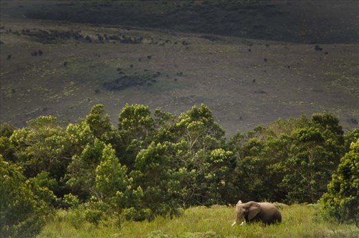 Instantly on high alert, I began scanning the horizon, searching the bush for any sign of life. After a few agonizingly drawn-out seconds, I caught movement in the far distance. Amongst a vividly green glade of Black Wattle Thickets emerged Mabitsi, a huge bull elephant from a proud, storied lineage. His great grandfather, was one of the magnificent seven of the Kruger.
