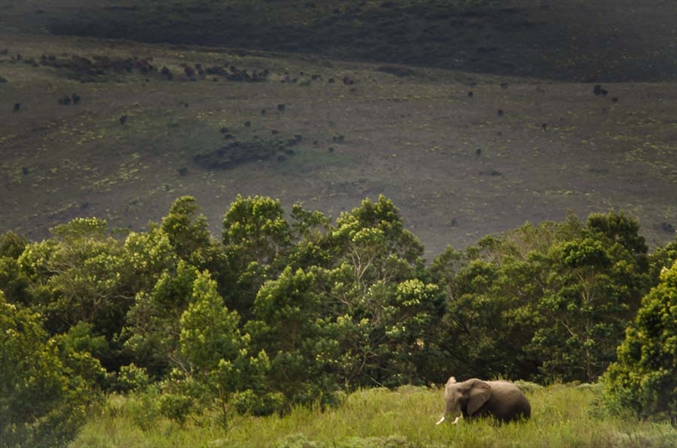 Instantly on high alert, I began scanning the horizon, searching the bush for any sign of life. After a few agonizingly drawn-out seconds, I caught movement in the far distance. Amongst a vividly green glade of Black Wattle Thickets emerged Mabitsi, a huge bull elephant from a proud, storied lineage. His great grandfather, was one of the magnificent seven of the Kruger.