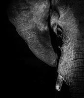 Elephant at Makgadikgadi, Botswana: by nkozel, Views[328]