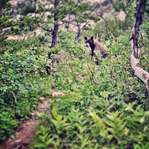 My friend, the black bear