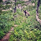 My friend, the black bear: by nkqualtieri, Views[119]