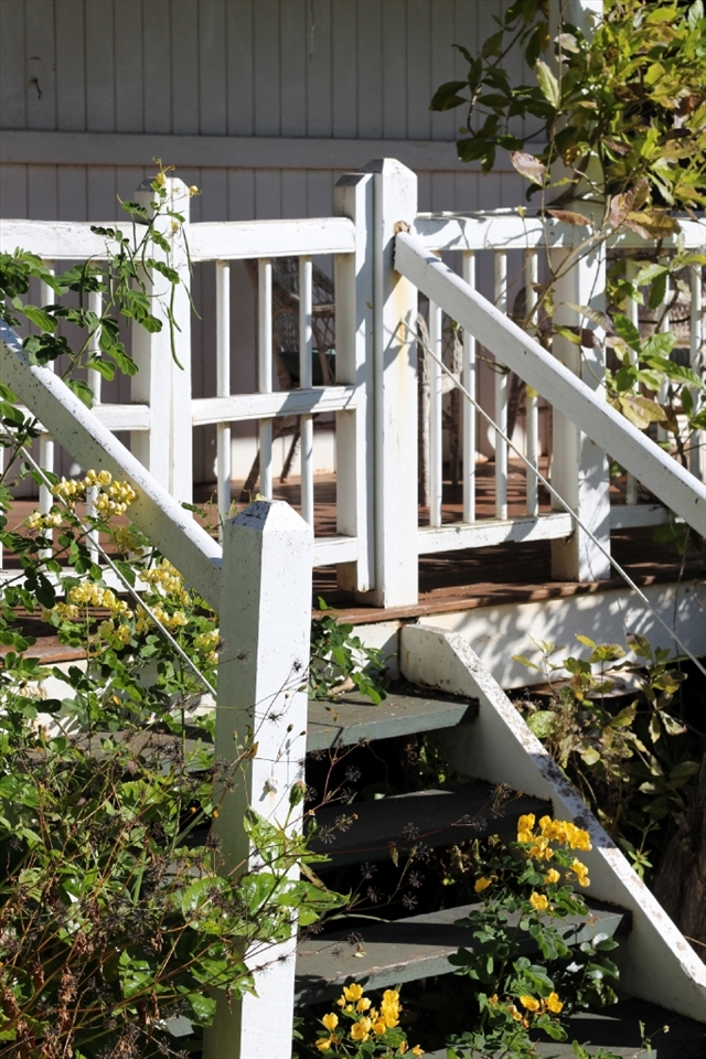 Closure.
The gateway of this cottage is up the front stairs. Once they were tread upon with a flow of traffic carrying different purposes; news, stories, worries and concerns. Today the gates are closed and their time is over. As for the stairs, the flowers and weeds shine through the cracks seeking out sunlight. When will they support others once more?