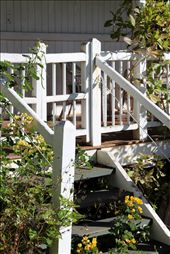 Closure.
The gateway of this cottage is up the front stairs. Once they were tread upon with a flow of traffic carrying different purposes; news, stories, worries and concerns. Today the gates are closed and their time is over. As for the stairs, the flowers and weeds shine through the cracks seeking out sunlight. When will they support others once more?: by nlf, Views[278]