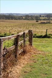 Persistence.
This cattle fence served as a boundary for all its life, strong and resistant to the elements. After many years, it still stands fulfilling its purpose. In some parts the timber is frail, but as a whole it still resists the suffocating weeds clawing onto it for stability. Its raw unkempt splendor humbles.: by nlf, Views[300]