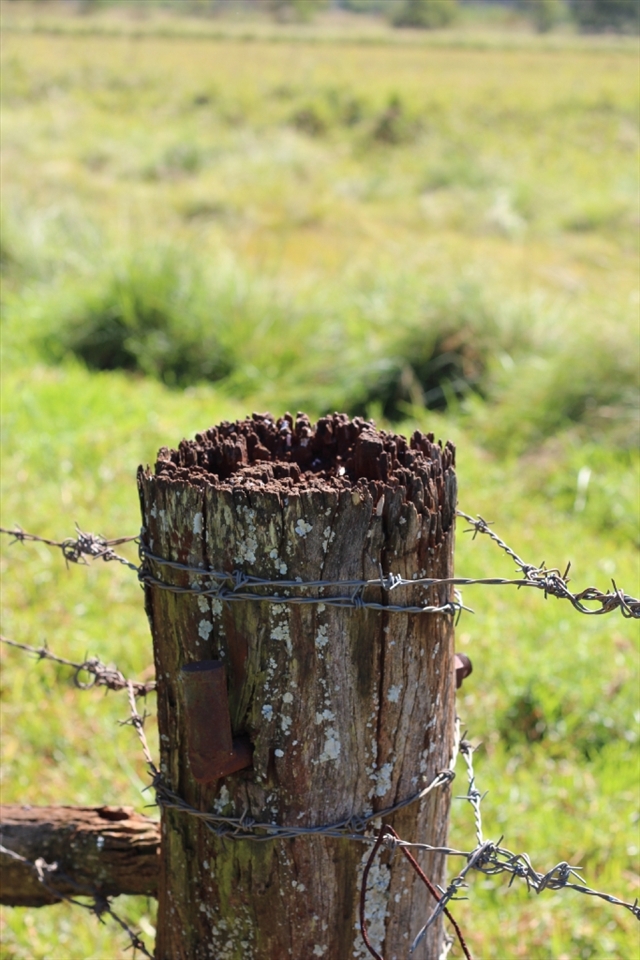 Beauty is complex.
This weary post stands tall, supporting the fierce wire around it against the test of time. Its simple grain transforms from simple to complexly beautify timber alluring the eye of many a passerby with the finer detail found in each crevice and a world of insects clambering about in their busy lives.