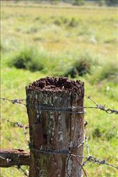 Beauty is complex.
This weary post stands tall, supporting the fierce wire around it against the test of time. Its simple grain transforms from simple to complexly beautify timber alluring the eye of many a passerby with the finer detail found in each crevice and a world of insects clambering about in their busy lives.: by nlf, Views[440]