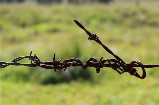 The fences that hold us in.
Was this barbwire built to hold us in or keep others out? Is its intent to hurt us with its sharp edges if we cross? Why does what could hurt some act as a refuge for those who build their webs inside of it? Why is the grass always greener on the other side? Perhaps we need to look down at our own feet at where we stand...