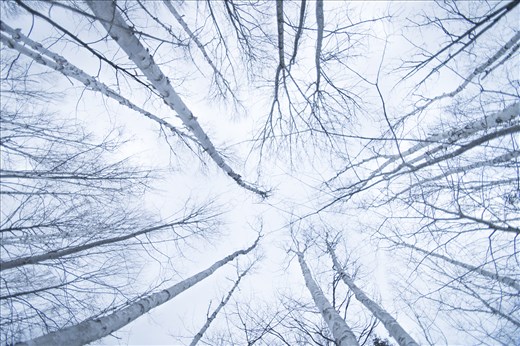 Dead Birch trees in the beginning of winter, makes it seem peaceful 