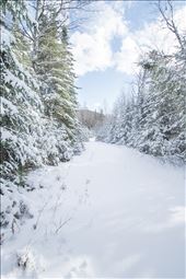 Trail road covered over from last night snow storm: by nlfeifel, Views[336]