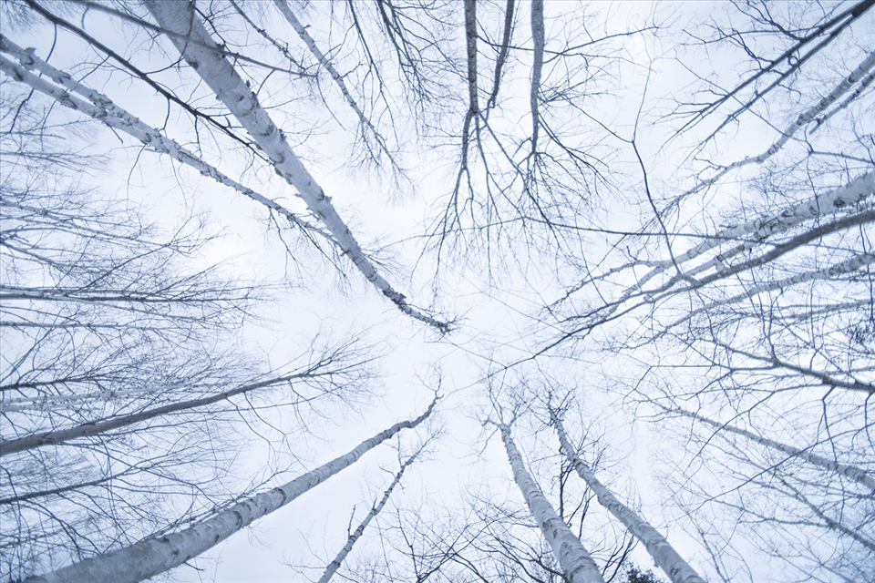 Dead Birch trees in the beginning of winter, makes it seem peaceful 